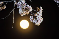 夜の月、桜