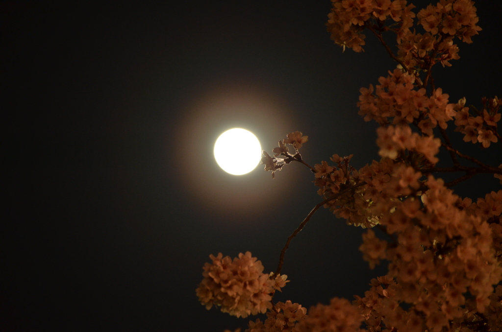 夜の桜と月