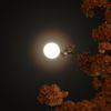 夜の桜と月