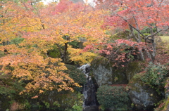 庭園の紅葉