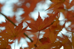 紅葉狩り