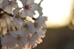 明け方の桜