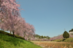 石岡の春