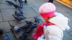 ハトをあやつる少女