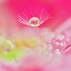 タンポポの種♥︎