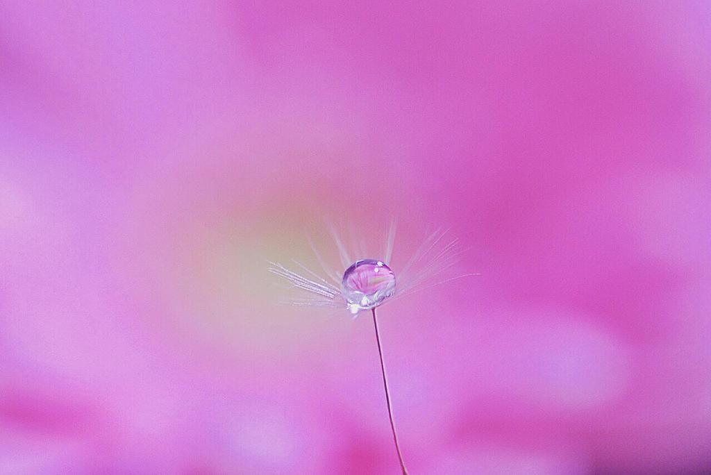 たんぽぽの綿毛♥