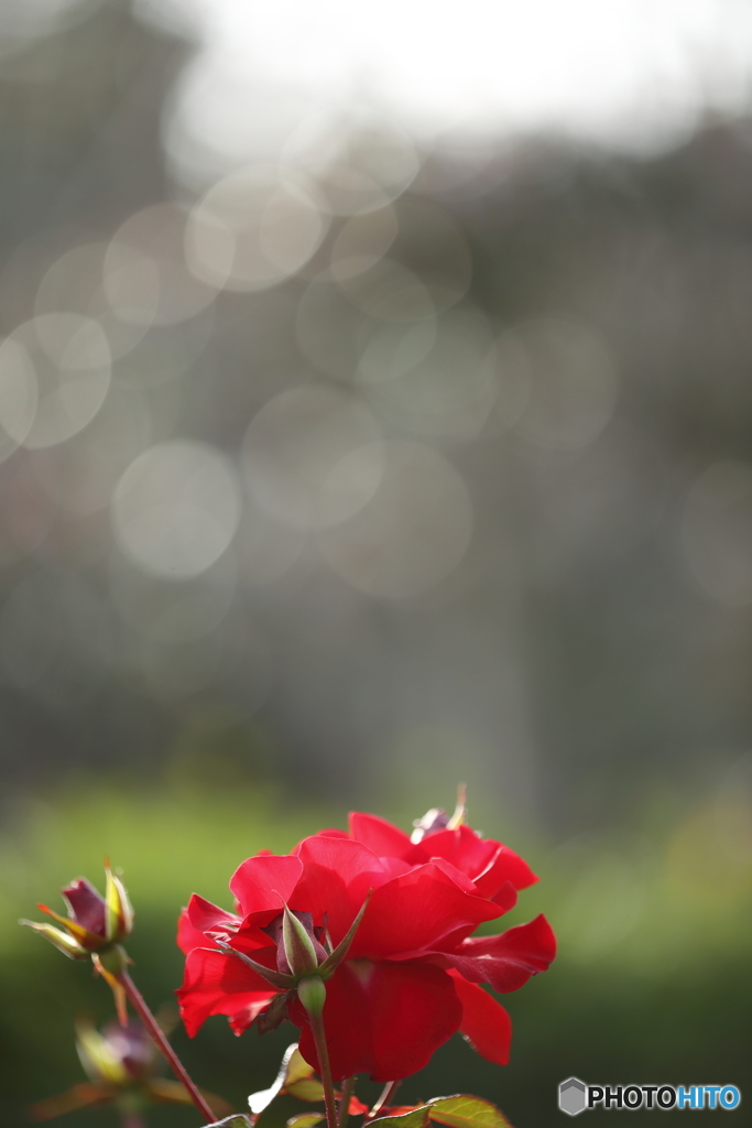 薔薇・冬の光