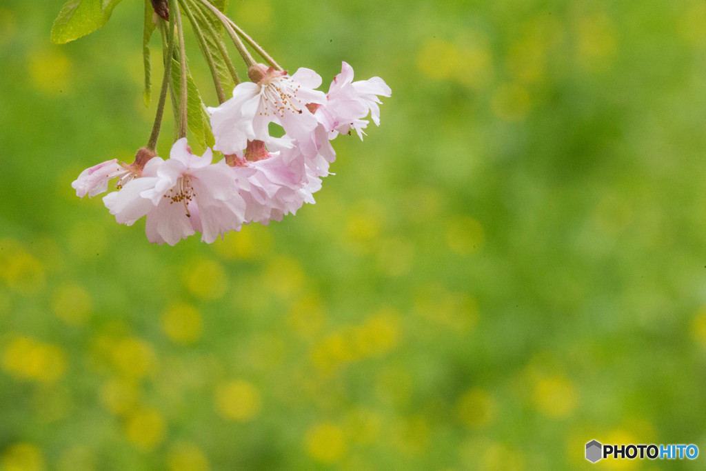 枝垂れ桜（２）