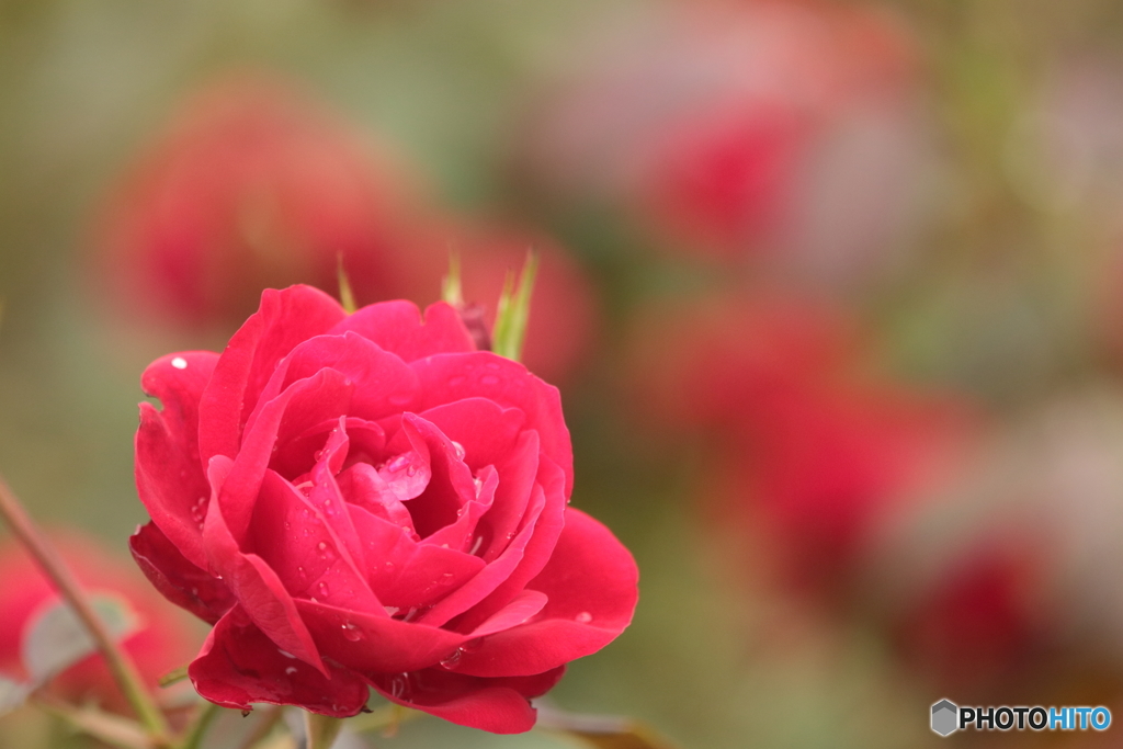 秋薔薇・雨模様（２）