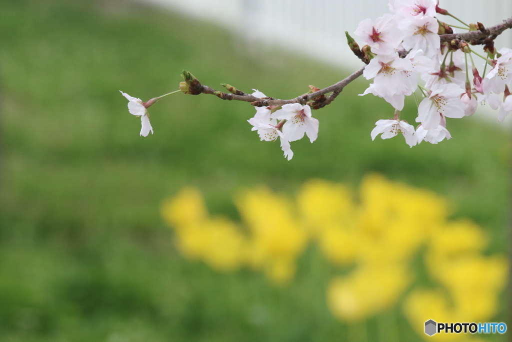 桜・彩り