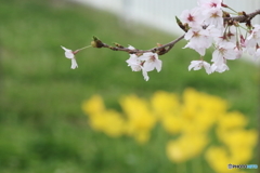 桜・彩り