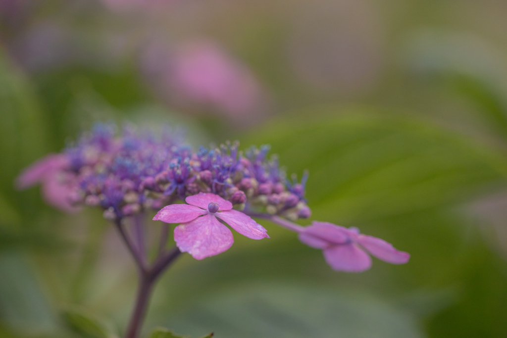 額紫陽花・ピンク
