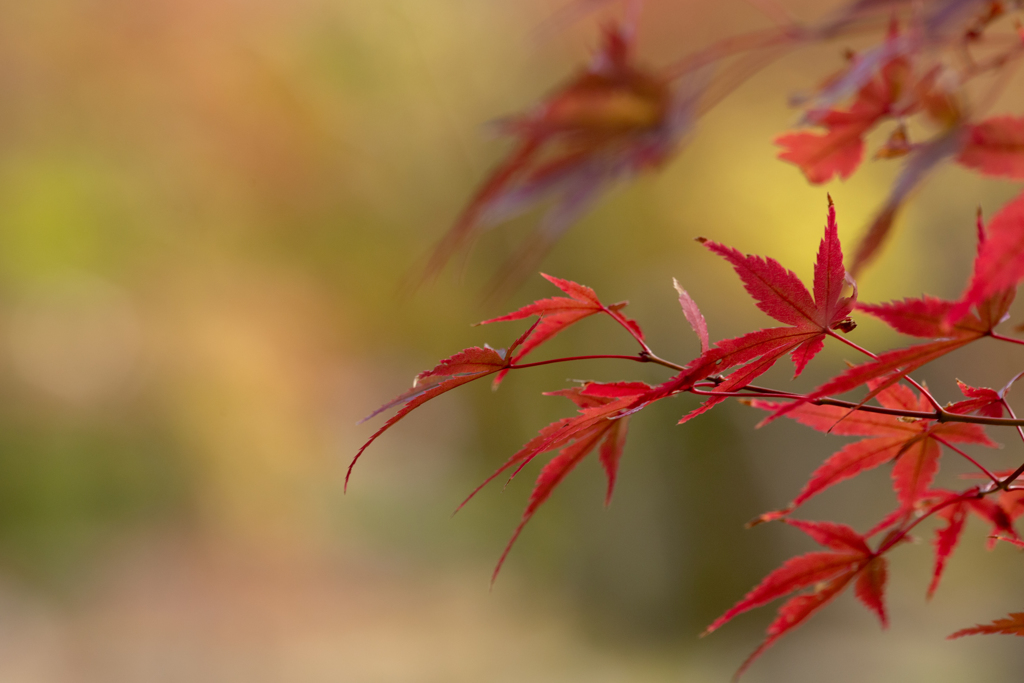 紅葉の季節