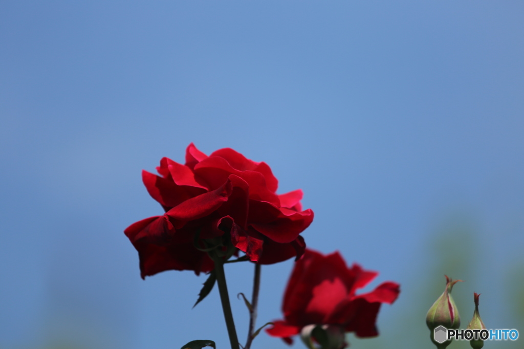 花と蕾（Ⅱ）