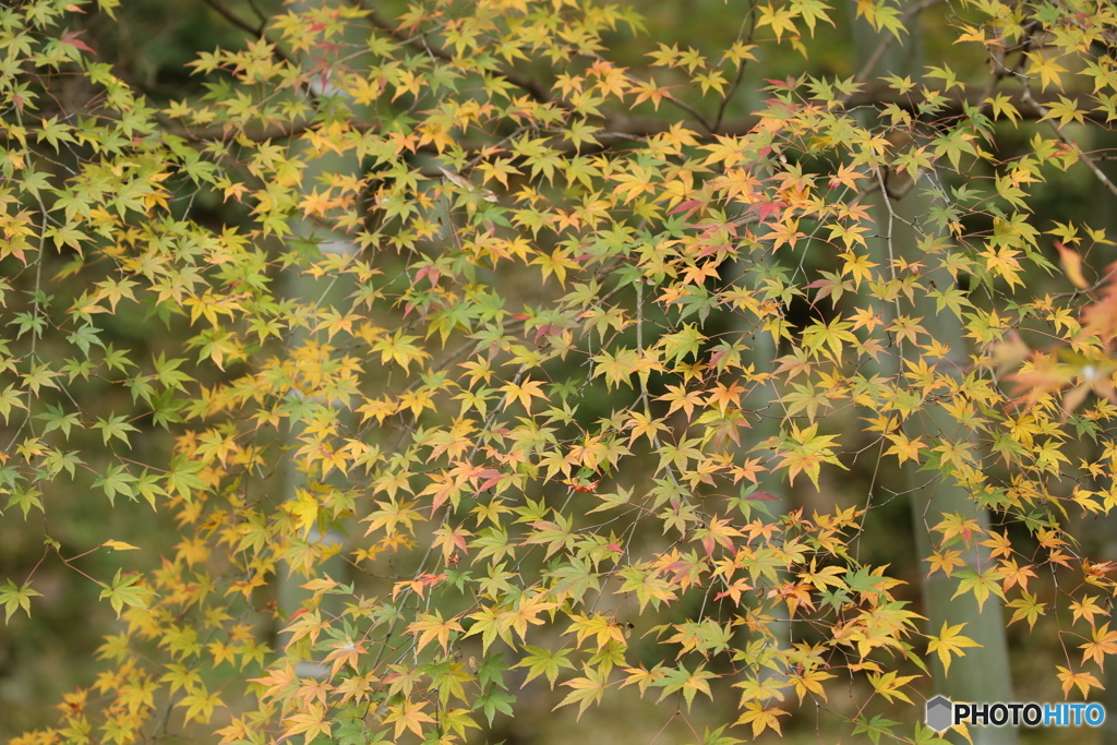 紅葉と竹林