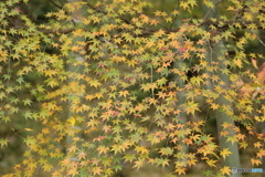 紅葉と竹林