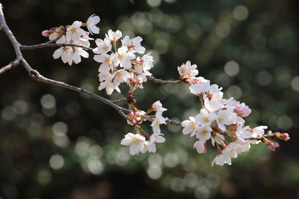 ソメイヨシノ開花(2）