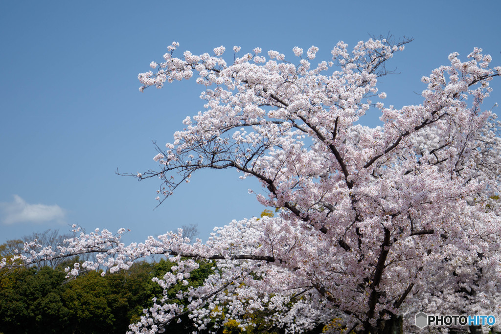 桜・満開（４）