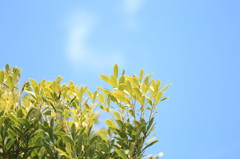 冬の光