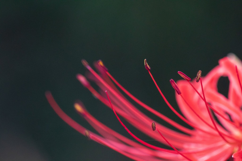 曼珠沙華・蕊