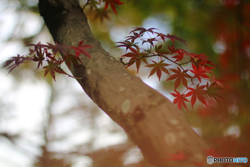 紅葉の想い出