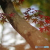 紅葉の想い出