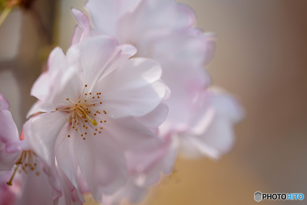 桜・咲き始め（１）