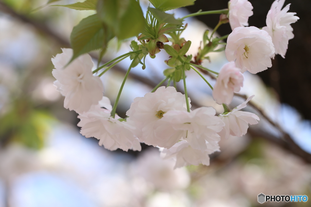 桜・通り抜け（２）