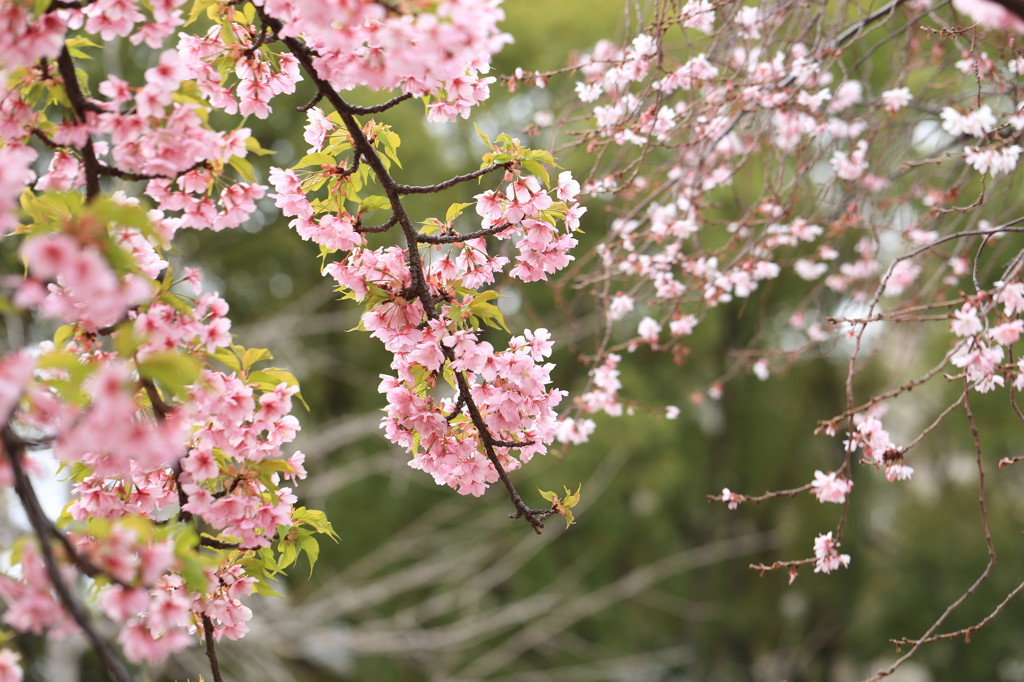 桜を探して