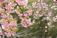 桜を探して