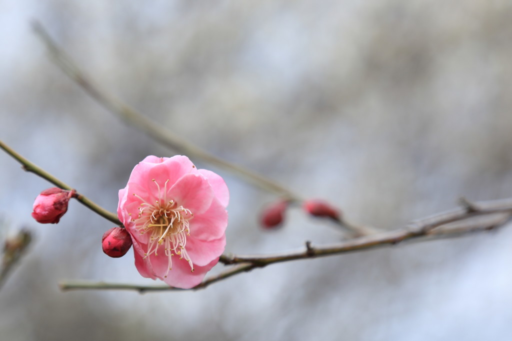 春を待つ（ピンク）