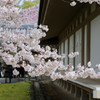 桜満開（1）