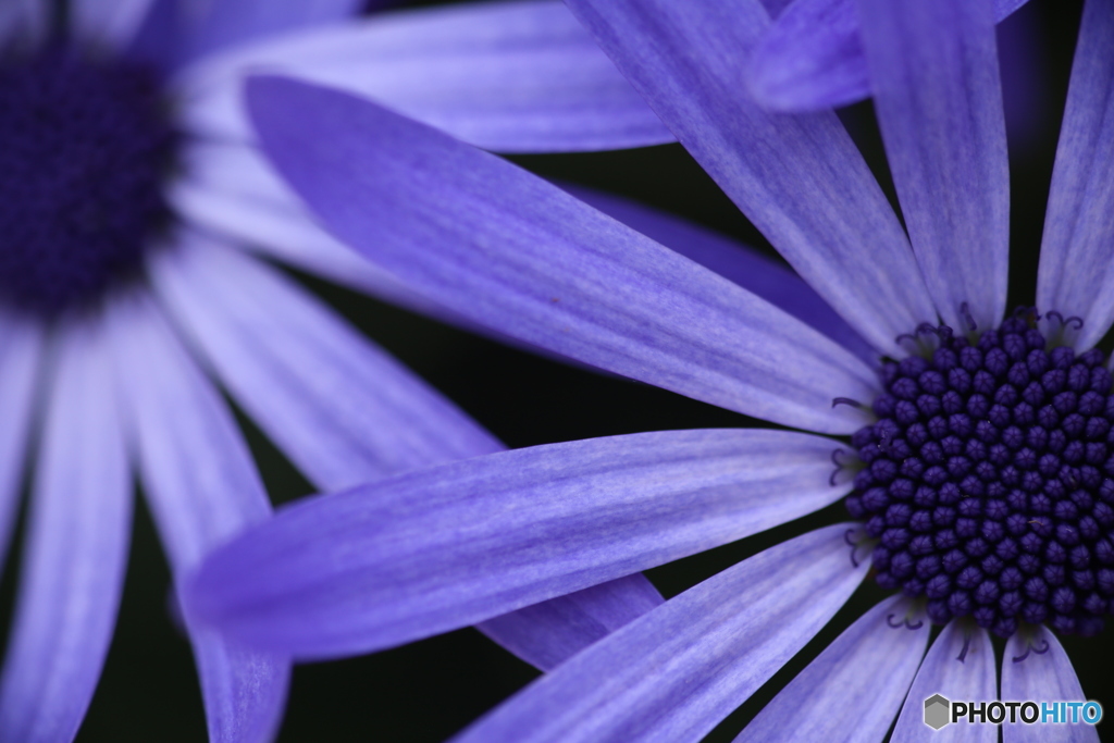 Cineraria