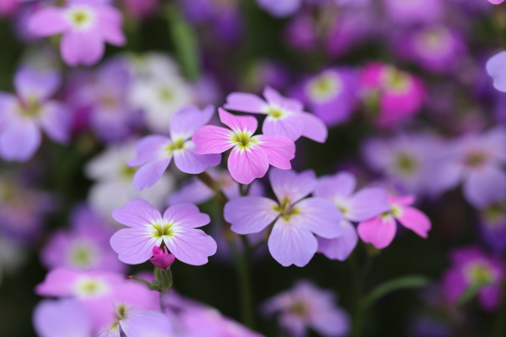 purple