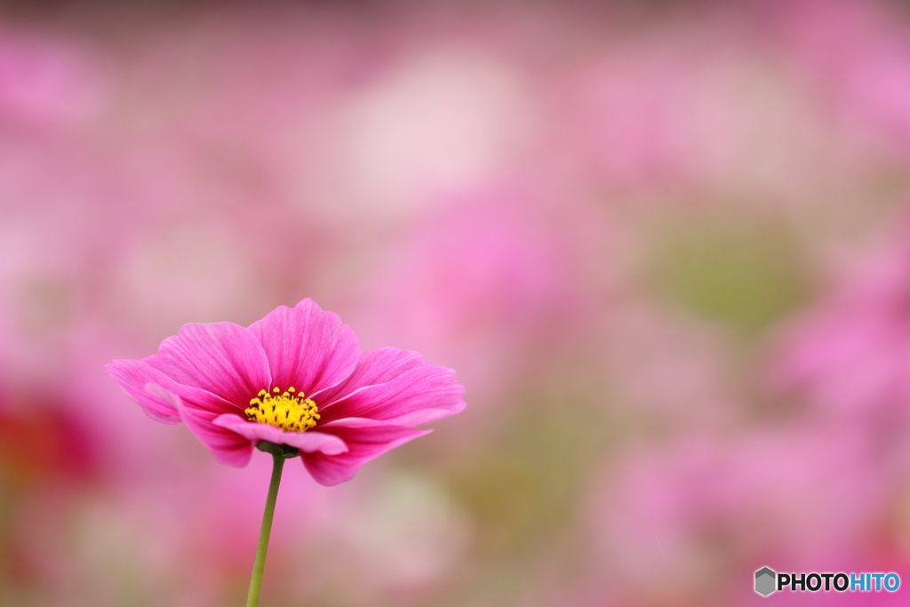 秋桜・ピンク（３）