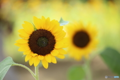 ひまわり・夏の想い出