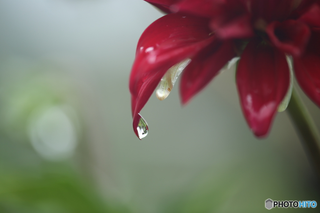 ダリア・雨上がり