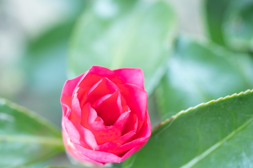 山茶花・小