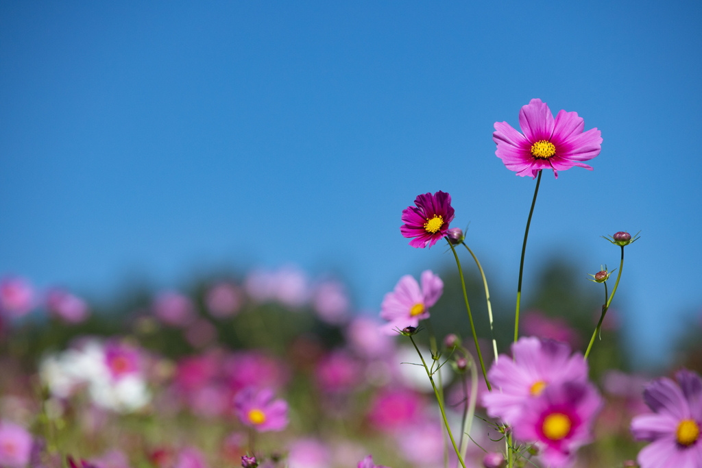 秋桜（１）