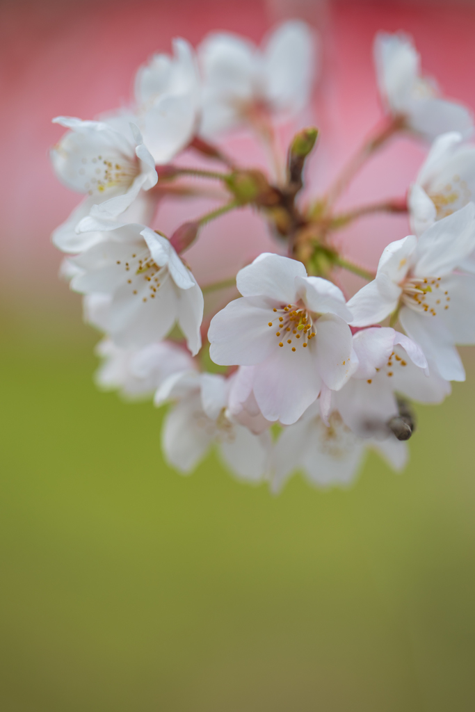 桜（１）