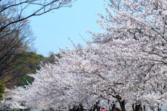桜・満開（２）