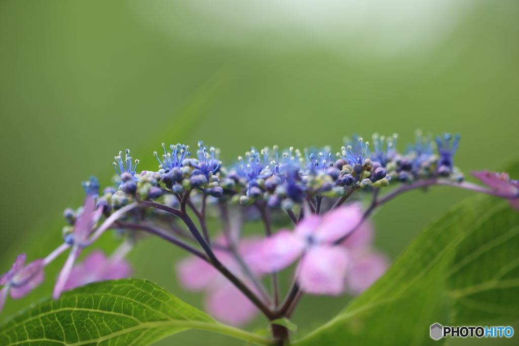 額紫陽花・青（3）