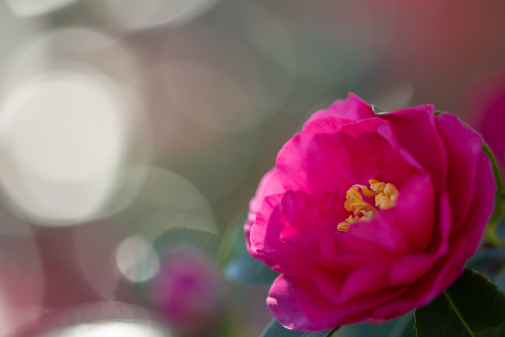 冬の光・山茶花