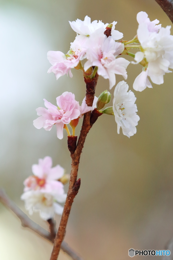 冬桜