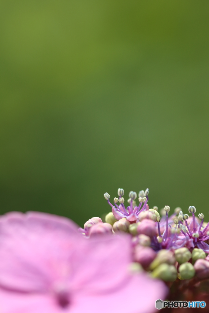 額紫陽花・ピンク（３）