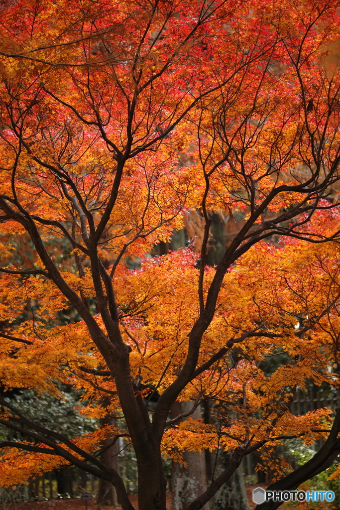 紅葉・晩秋（３）
