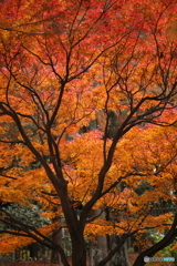 紅葉・晩秋（３）