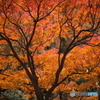 紅葉・晩秋（３）