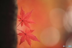 秋の彩り（１）