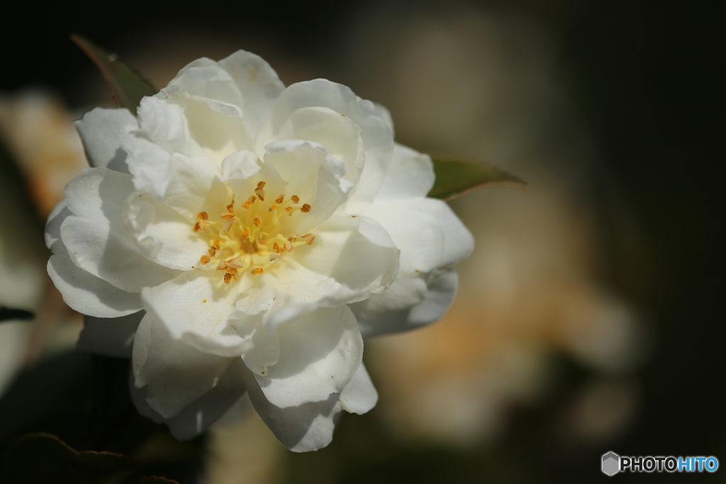 山茶花・白
